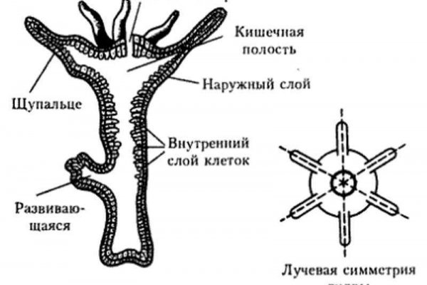 Кракен адрес